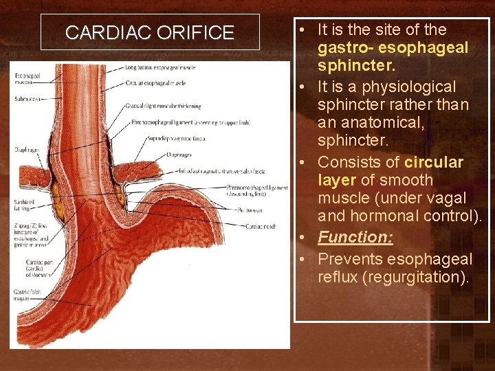 CARDIAC ORIFICE • It is the site of the gastro- esophageal sphincter. • It