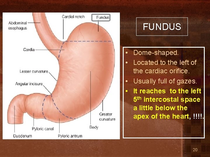 FUNDUS • Dome-shaped. • Located to the left of the cardiac orifice. • Usually
