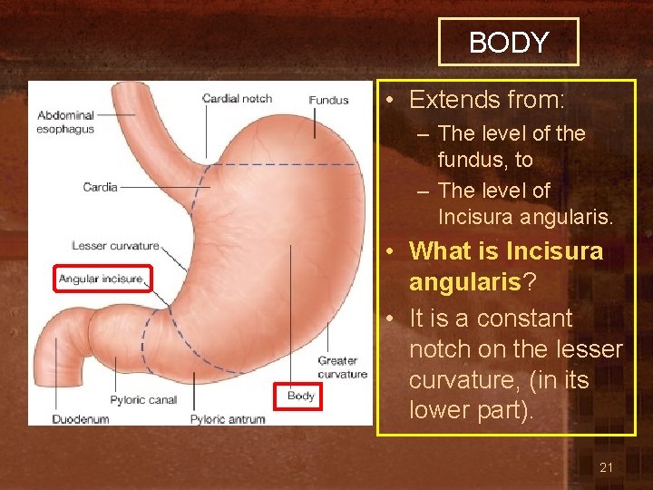 BODY • Extends from: – The level of the fundus, to – The level