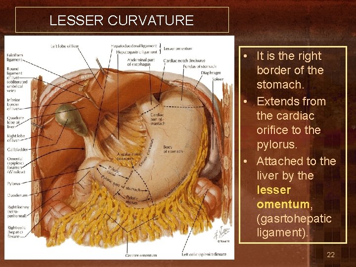 LESSER CURVATURE • It is the right border of the stomach. • Extends from