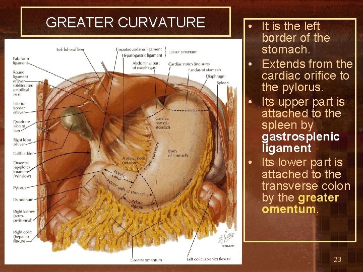 GREATER CURVATURE • It is the left border of the stomach. • Extends from