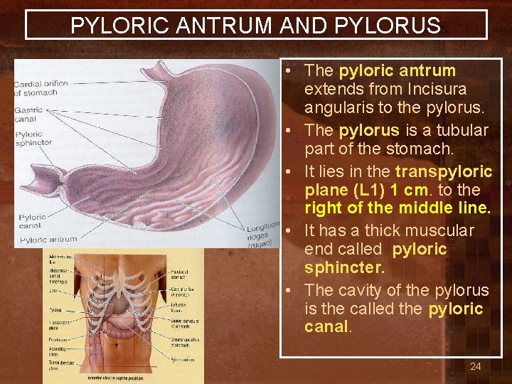 PYLORIC ANTRUM AND PYLORUS • The pyloric antrum extends from Incisura angularis to the