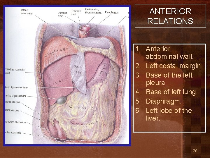 ANTERIOR RELATIONS 1. Anterior abdominal wall. 2. Left costal margin. 3. Base of the