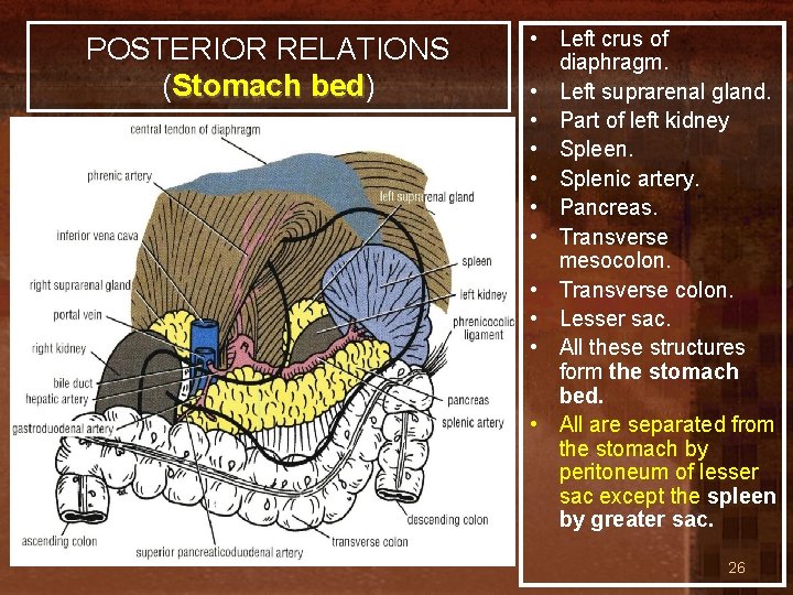 POSTERIOR RELATIONS (Stomach bed) bed • Left crus of diaphragm. • Left suprarenal gland.