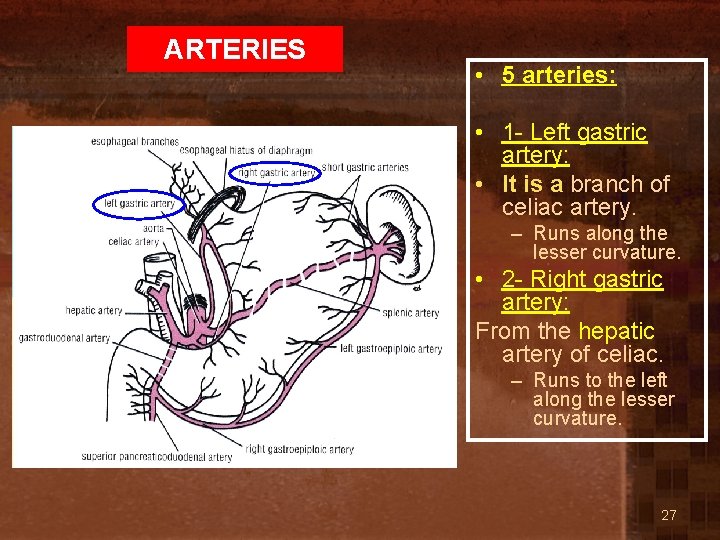 ARTERIES • 5 arteries: • 1 - Left gastric artery: • It is a