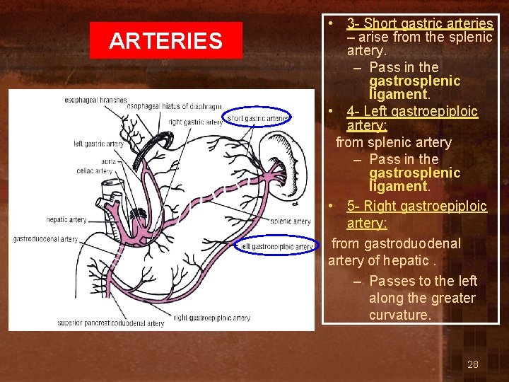 ARTERIES • 3 - Short gastric arteries – arise from the splenic artery. –