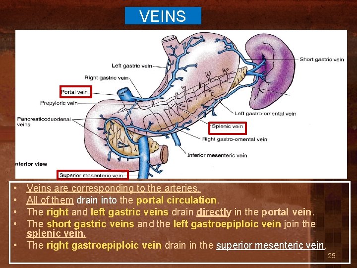 VEINS • • Veins are corresponding to the arteries. All of them drain into