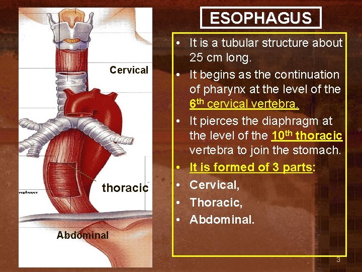 ESOPHAGUS Cervical thoracic • It is a tubular structure about 25 cm long. •