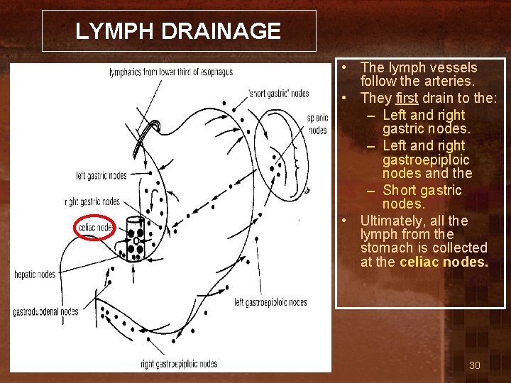 LYMPH DRAINAGE • The lymph vessels follow the arteries. • They first drain to