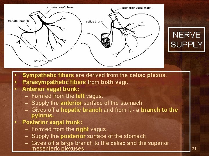 NERVE SUPPLY • Sympathetic fibers are derived from the celiac plexus. • Parasympathetic fibers