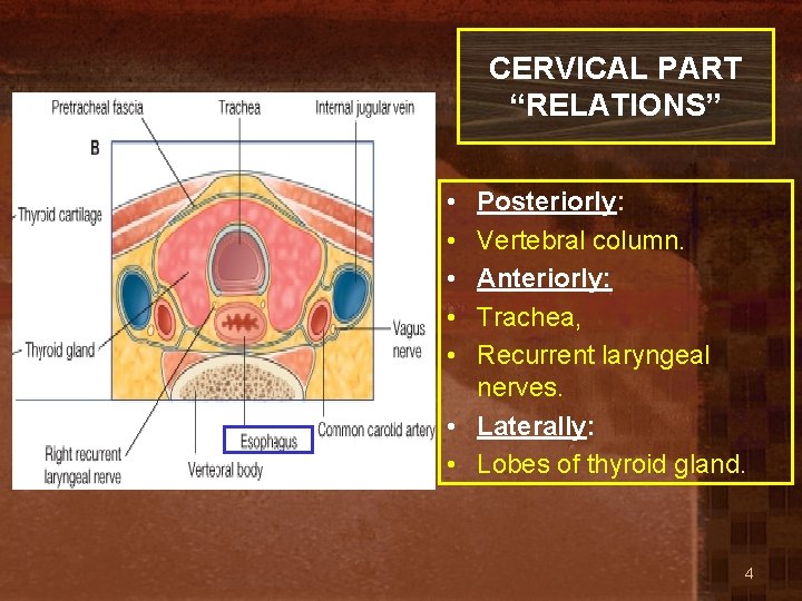 CERVICAL PART “RELATIONS” • • • Posteriorly: Vertebral column. Anteriorly: Trachea, Recurrent laryngeal nerves.