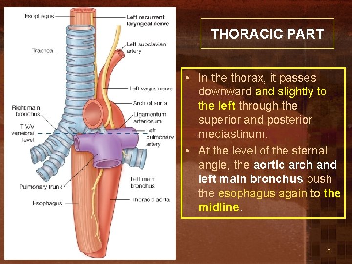 THORACIC PART • In the thorax, it passes downward and slightly to the left