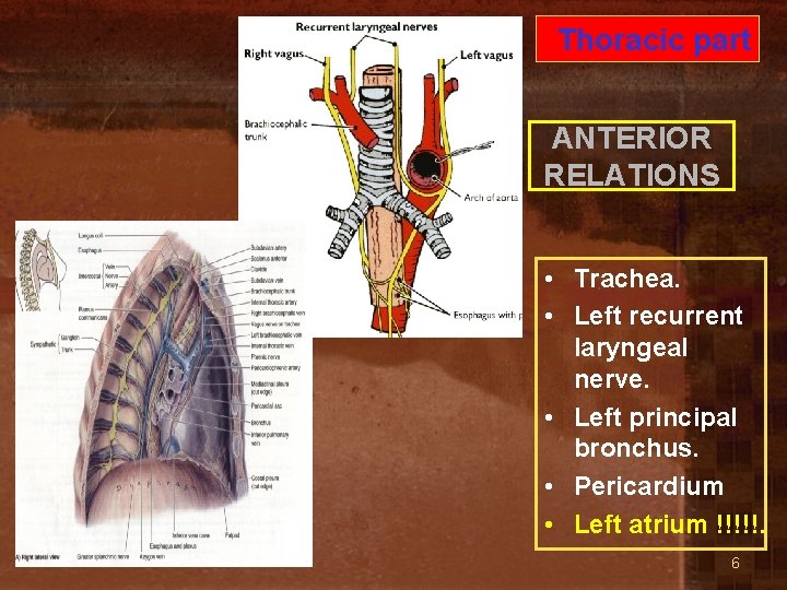 Thoracic part ANTERIOR RELATIONS • Trachea. • Left recurrent laryngeal nerve. • Left principal