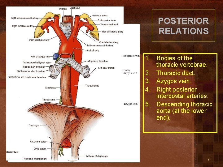 Thoracic part POSTERIOR RELATIONS 1. Bodies of the thoracic vertebrae. 2. Thoracic duct. 3.