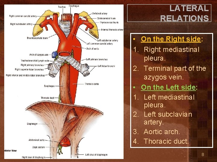 LATERAL RELATIONS • On the Right side: 1. Right mediastinal pleura. 2. Terminal part