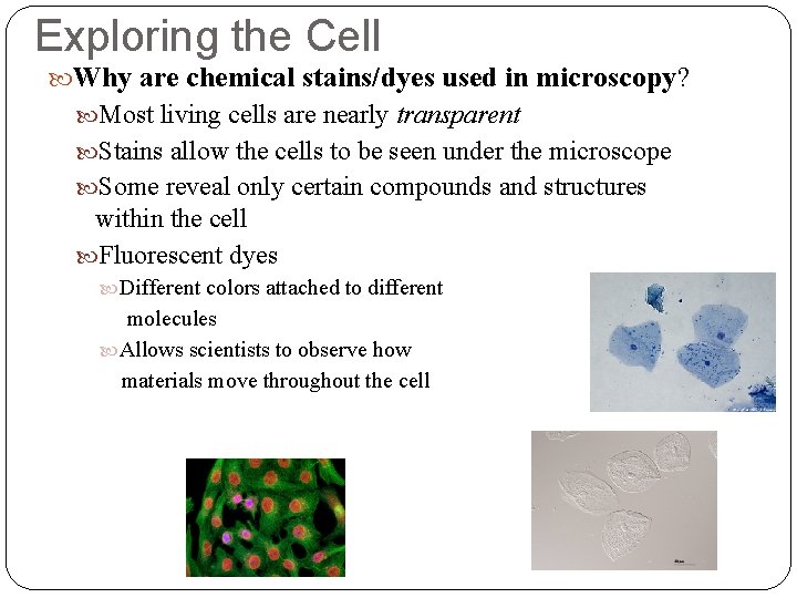 Exploring the Cell Why are chemical stains/dyes used in microscopy? Most living cells are