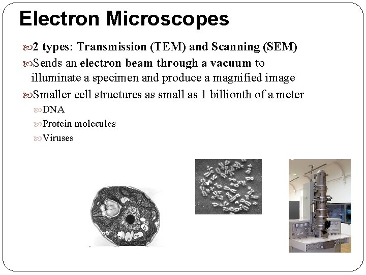 Electron Microscopes 2 types: Transmission (TEM) and Scanning (SEM) Sends an electron beam through