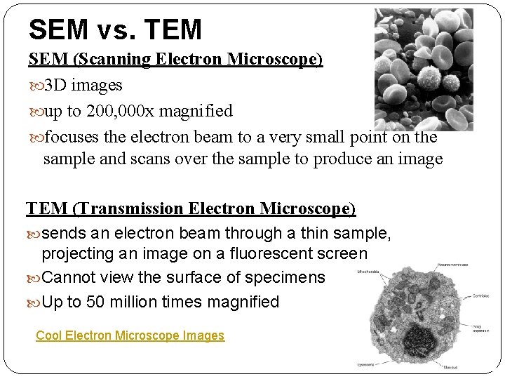 SEM vs. TEM SEM (Scanning Electron Microscope) 3 D images up to 200, 000