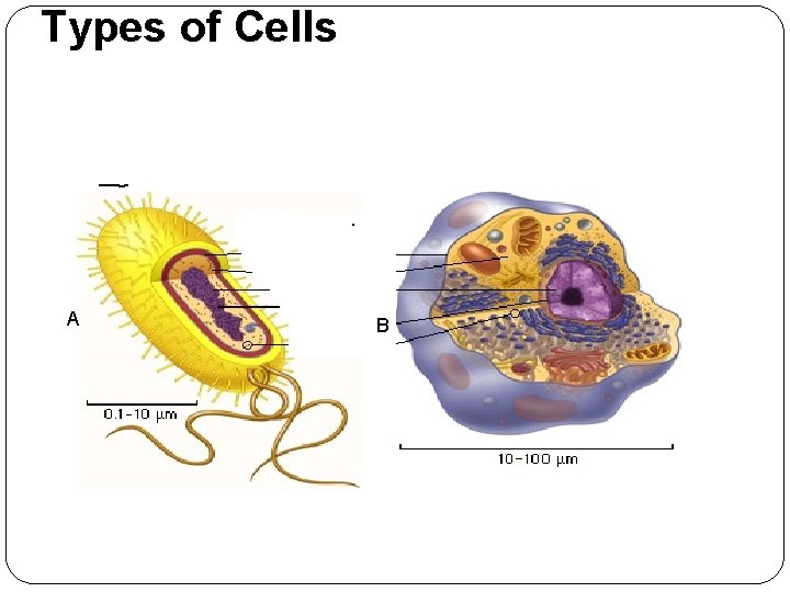 Types of Cells Prokaryotic Cells – Eukaryotic Cells – cells that do not contain