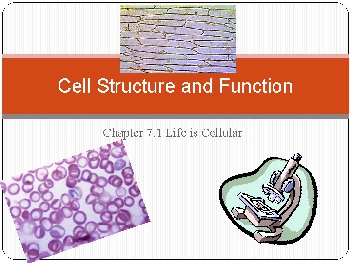 Cell Structure and Function Chapter 7. 1 Life is Cellular 