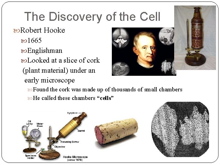 The Discovery of the Cell Robert Hooke 1665 Englishman Looked at a slice of