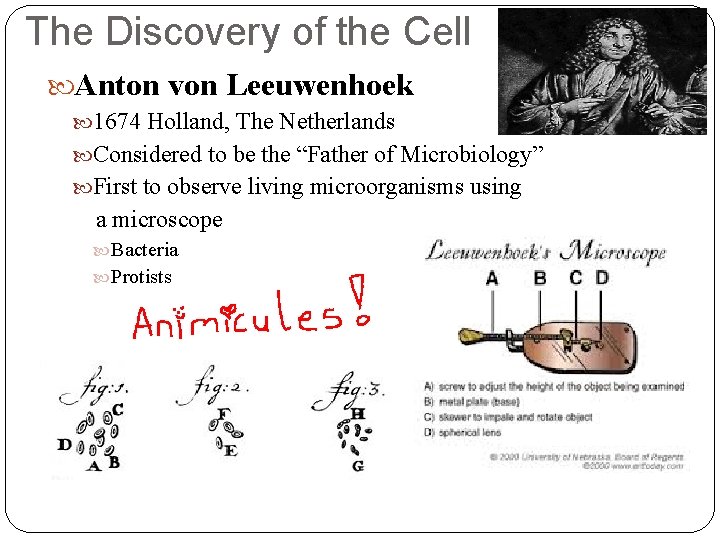 The Discovery of the Cell Anton von Leeuwenhoek 1674 Holland, The Netherlands Considered to