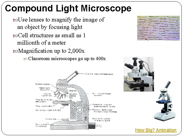 Compound Light Microscope Use lenses to magnify the image of an object by focusing