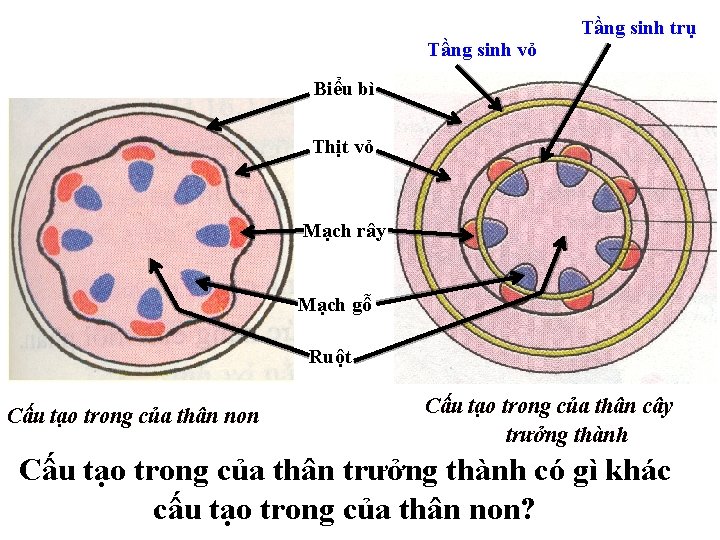 Tầng sinh vỏ Tầng sinh trụ Biểu bì Thịt vỏ Mạch rây Mạch gỗ