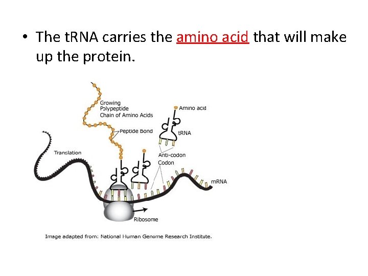  • The t. RNA carries the amino acid that will make up the