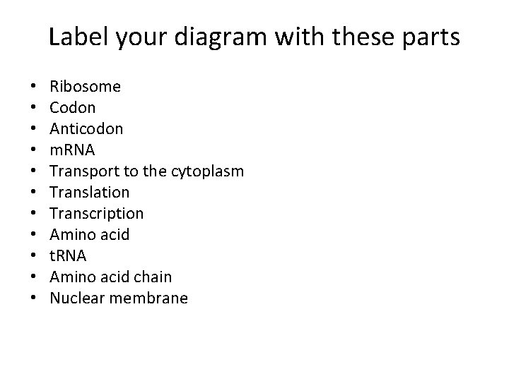 Label your diagram with these parts • • • Ribosome Codon Anticodon m. RNA
