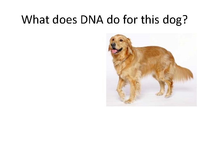 What does DNA do for this dog? 