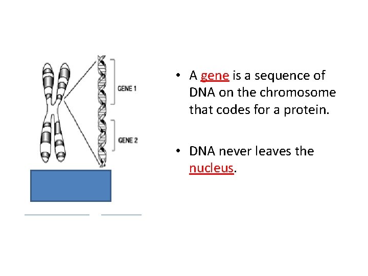  • A gene is a sequence of DNA on the chromosome that codes