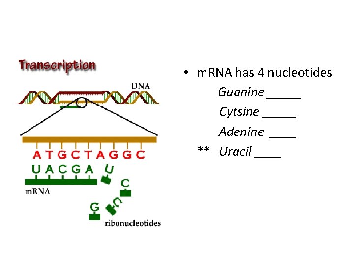  • m. RNA has 4 nucleotides Guanine _____ Cytsine _____ Adenine ____ **