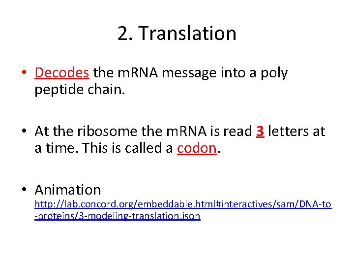 2. Translation • Decodes the m. RNA message into a poly peptide chain. •