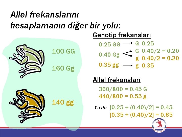 Allel frekanslarını hesaplamanın diğer bir yolu: Genotip frekansları 100 GG 160 Gg 0. 25