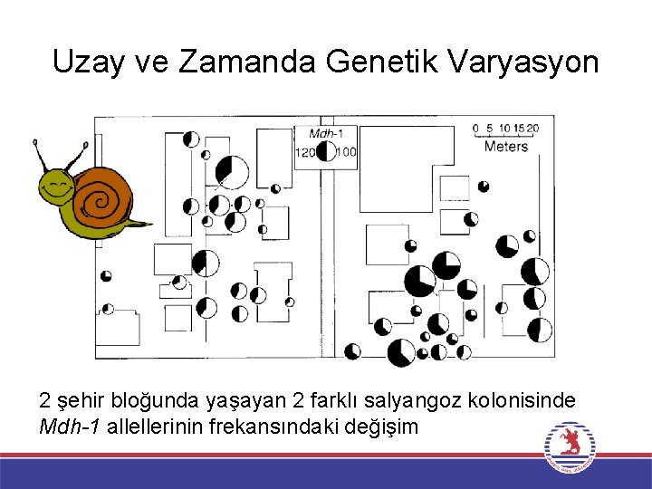 Uzay ve Zamanda Genetik Varyasyon 2 şehir bloğunda yaşayan 2 farklı salyangoz kolonisinde Mdh-1