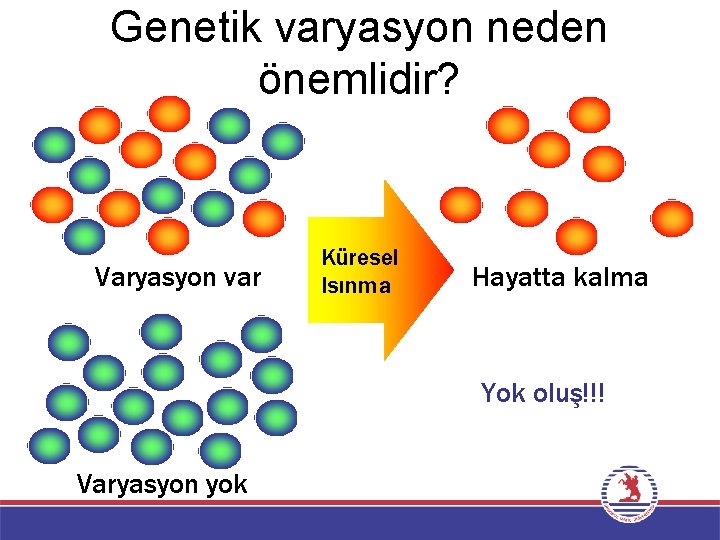 Genetik varyasyon neden önemlidir? Varyasyon var Küresel Isınma Hayatta kalma Yok oluş!!! Varyasyon yok