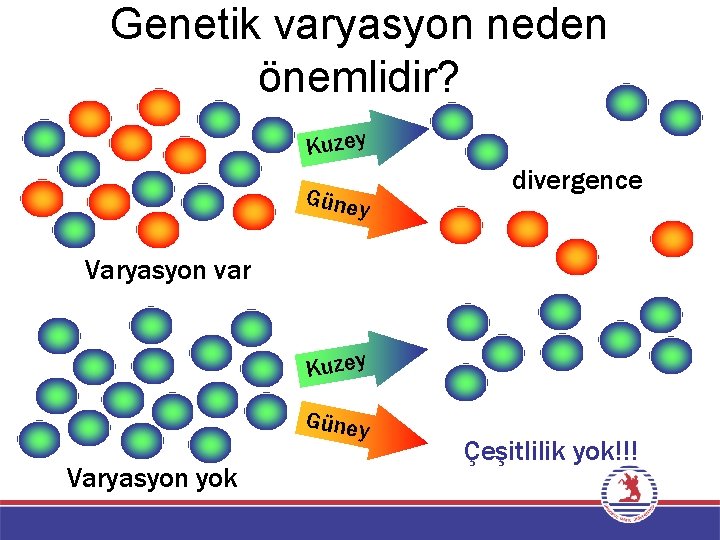 Genetik varyasyon neden önemlidir? Kuzey Güne y divergence Varyasyon var Kuzey Güney Varyasyon yok