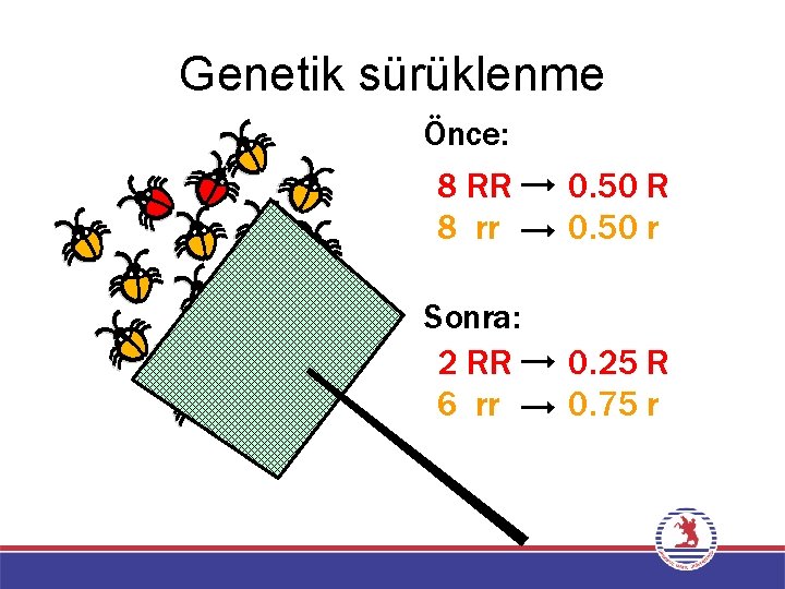 Genetik sürüklenme Önce: 8 RR 8 rr 0. 50 R 0. 50 r Sonra: