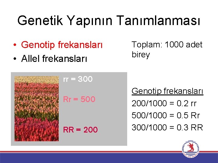 Genetik Yapının Tanımlanması • Genotip frekansları • Allel frekansları Toplam: 1000 adet birey rr