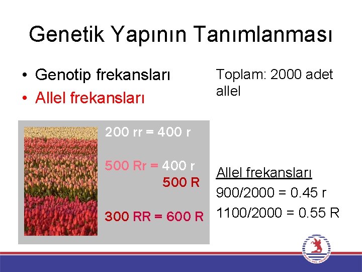 Genetik Yapının Tanımlanması • Genotip frekansları • Allel frekansları Toplam: 2000 adet allel 200