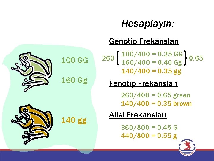 Hesaplayın: Genotip Frekansları 100 GG 160 Gg 260 100/400 = 0. 25 GG 0.