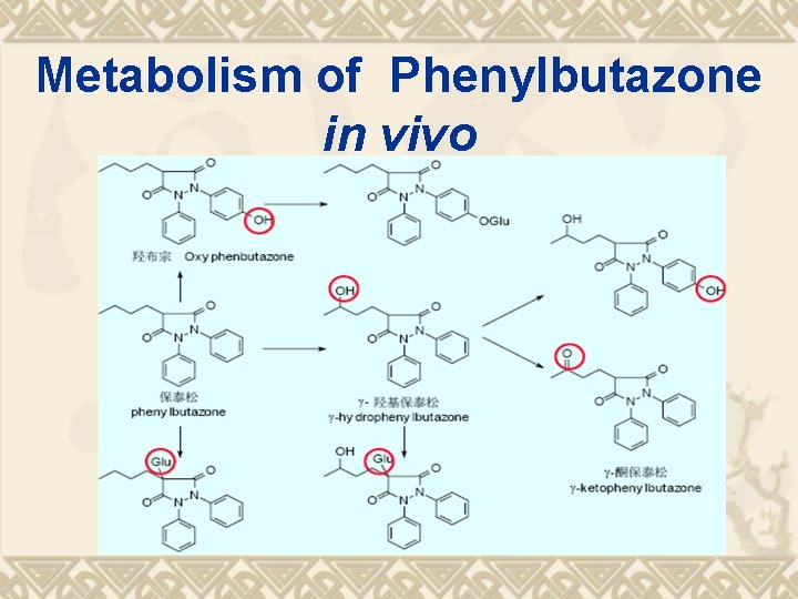 Metabolism of Phenylbutazone in vivo 