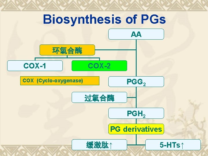 Biosynthesis of PGs AA 环氧合酶 COX-1 COX-2 PGG 2 COX (Cyclo-oxygenase) 过氧合酶 PGH 2