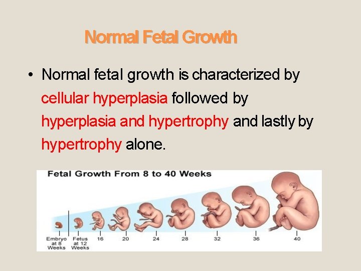 Normal Fetal Growth • Normal fetal growth is characterized by cellular hyperplasia followed by