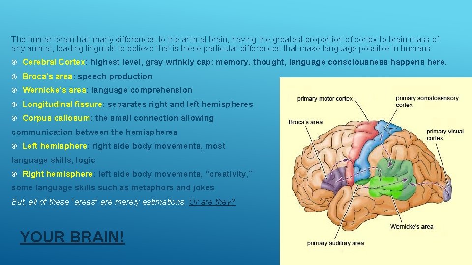 The human brain has many differences to the animal brain, having the greatest proportion