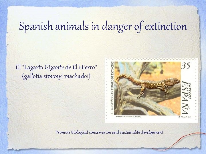 Spanish animals in danger of extinction El "Lagarto Gigante de El Hierro" (gallotia simonyi