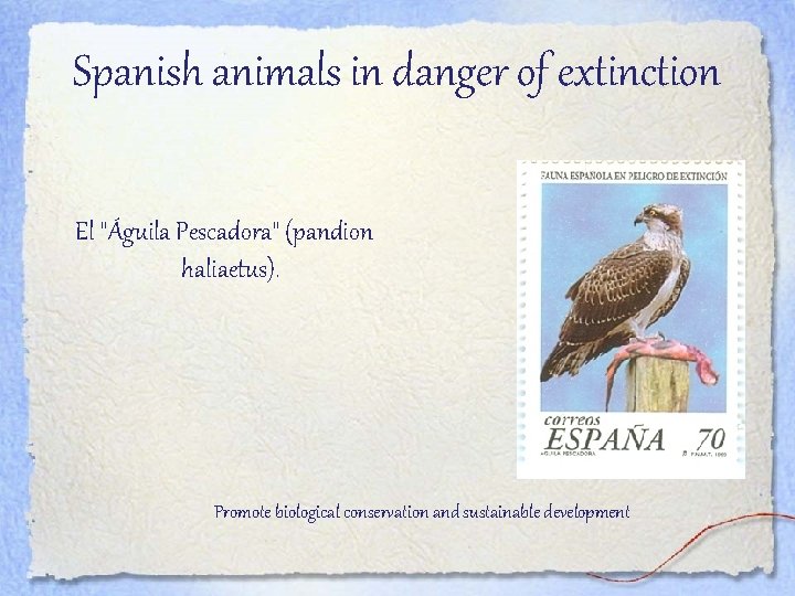 Spanish animals in danger of extinction El "Águila Pescadora" (pandion haliaetus). Promote biological conservation