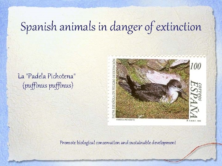 Spanish animals in danger of extinction La "Padela Pichotena" (puffinus) Promote biological conservation and