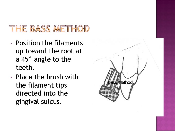 Position the filaments up toward the root at a 45° angle to the